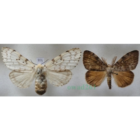 Lymantria dispar (Linnaeus, 1758) pair Brudnica nieparka Czech89j